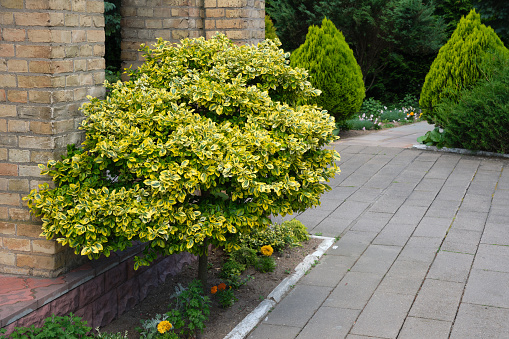 Fusain on the trunk, Euonymus fortunei variety Emerald and gold. Plant with bright yellow and green foliage tree.