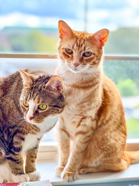 istock Orange cat with brown and white cat 1421612107