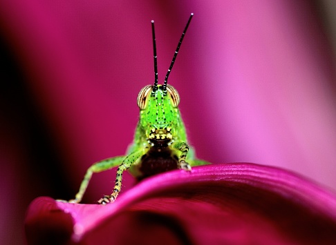 Grasshopper climbing purple leaf and looking at camera - animal behavior.