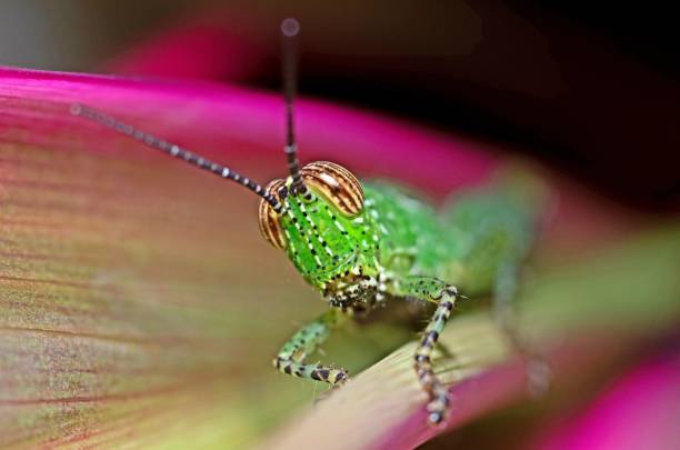 Wartbiter Cricket on green blue background. color manipulationhttp://www.afrost-fotografie.de/add/insect.jpg 