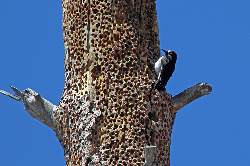 Acorn Woodpecker practicing on a snag dead tree