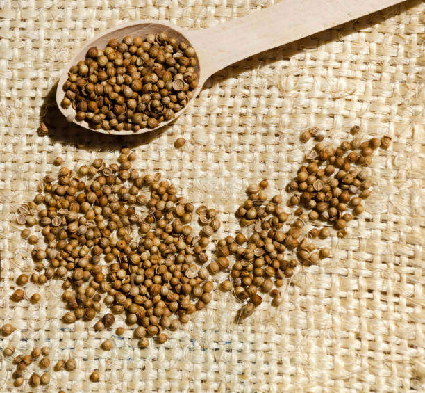 istock Coriander in a wooden spoon on a burlap background. 1421615271
