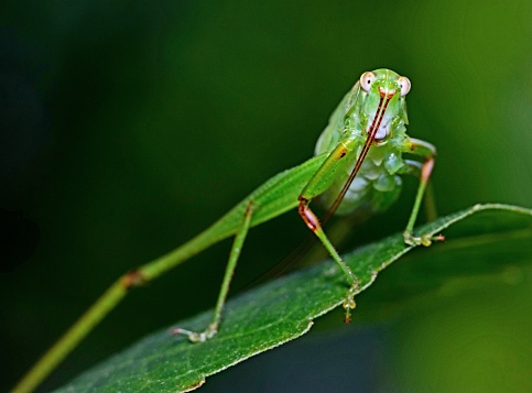 Grasshopper climbing leaf - animal behavior.