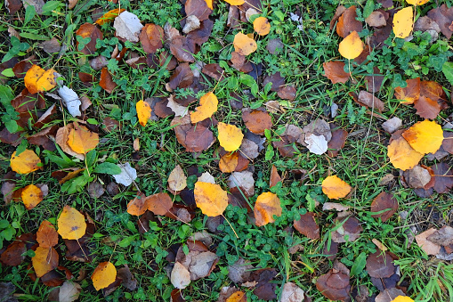 Fallen autumn leaves in the grass. Top view.