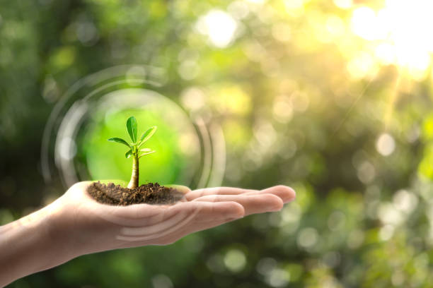 istock Young tree on hand for sustainable of environment 1421617033