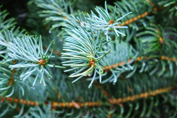 Blue spruce pine tree branches with needles foliage and raindrops or morning dew drops natural background environment photo with copy space. Design template with evergreen fir plant.