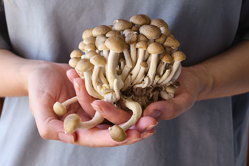 A woman holds mushrooms in her hands. Mushrooms close-up. Natural fresh organic vegetables. Healthy food, raw food diet. Vegetarian life. Proper nutrition. Ready to eat. Eco product