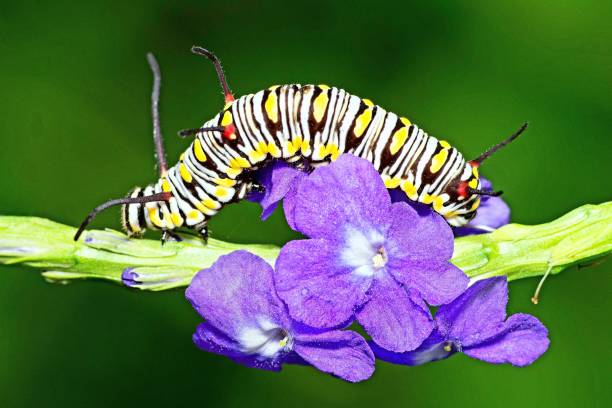 oruga trepando rama de flor púrpura - comportamiento animal. - branch caterpillar animal hair insect fotografías e imágenes de stock