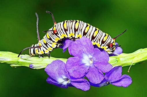 Caterpillar climbing purple flower branch - animal behavior.