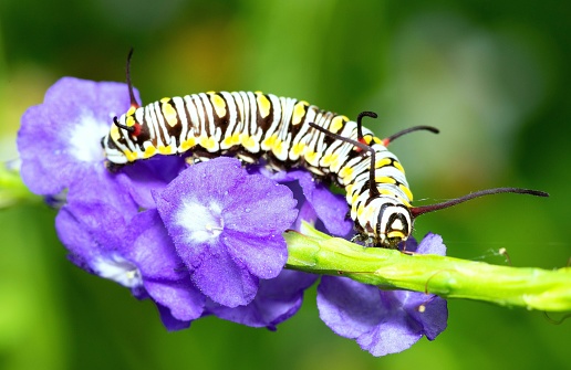 Caterpillar climbing purple flower branch - animal behavior.