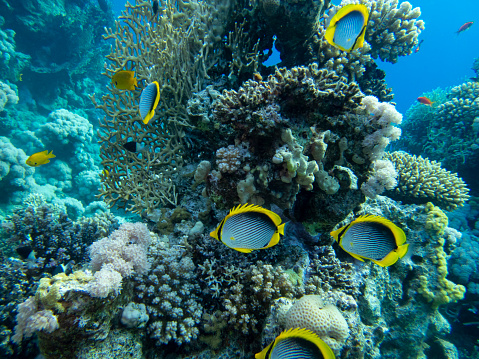 A variety of tropical fish swimming among coral reef.