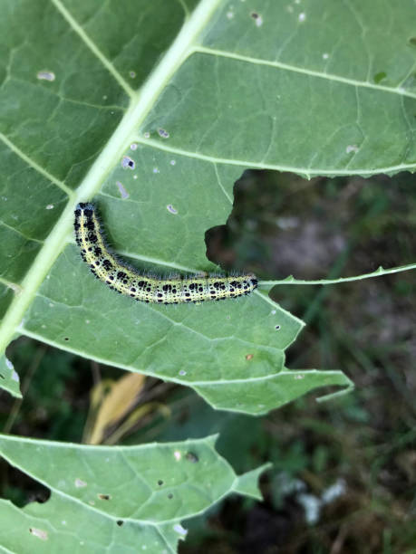 istock Striped caterpillar eats a green leaf, close-up. 1421621157