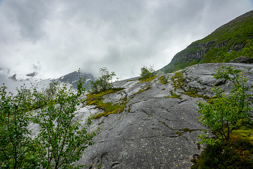 Vegetation in the valley approaching Briksdal Glacier in Norway.