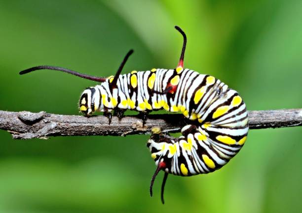 istock Caterpillar climbing branch - animal behavior. 1421621571