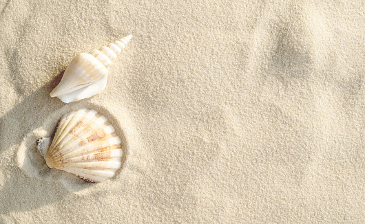 Summer and vacations backgrounds: close up of a conch on a beach. The composition is at the right of an horizontal frame leaving useful copy space for text and/or logo at the left. High resolution 42Mp studio digital capture taken with Sony A7rII and Sony FE 90mm f2.8 macro G OSS lens