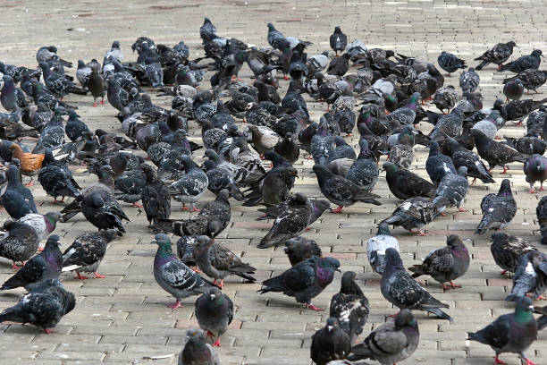 istock pigeons in the city square 1421622999