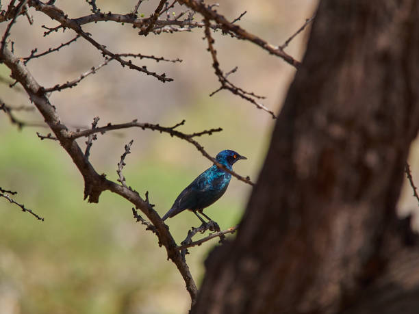 istock Lamprotornis a large glossy starling, sitting in Mopane tree 1421623011