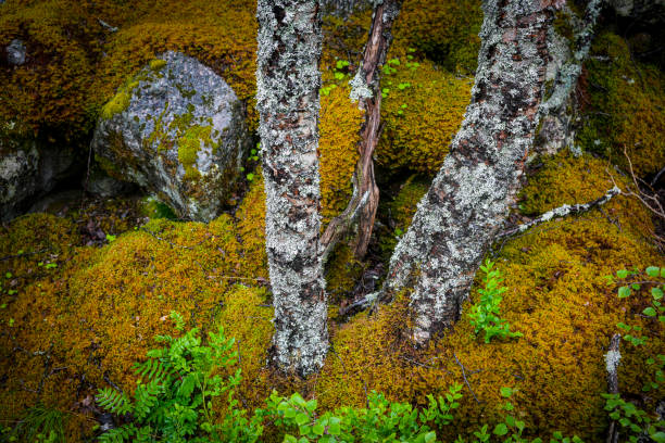 Vegetation in the valley approaching Briksdal Glacier in Norway.