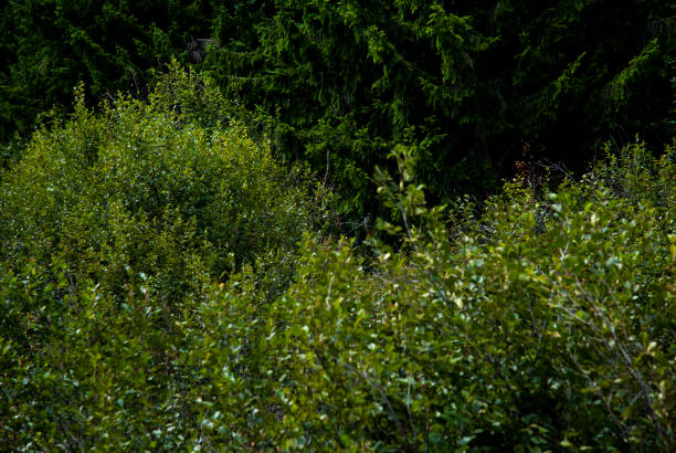 forrest with sunny day, Italy