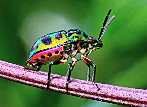 Green glitter beetle on branch - animal behavior.