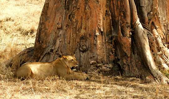A lioness lies and rests in the shade of a huge baobab tree during a drought in the wild nature of the African savannah