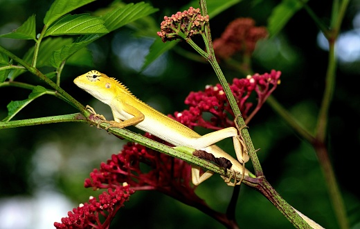 Lizard on branch - animal behavior.