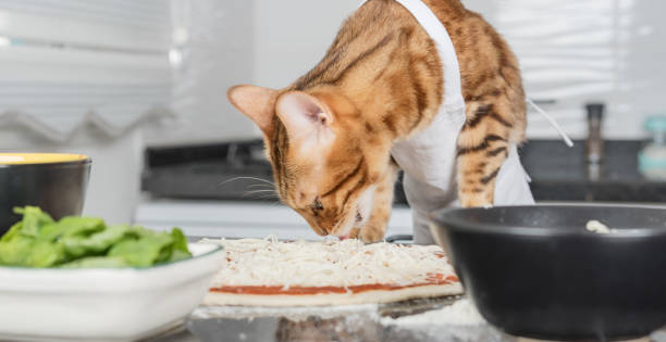istock A cat dressed as a chef prepares pizza in the kitchen. 1421625366