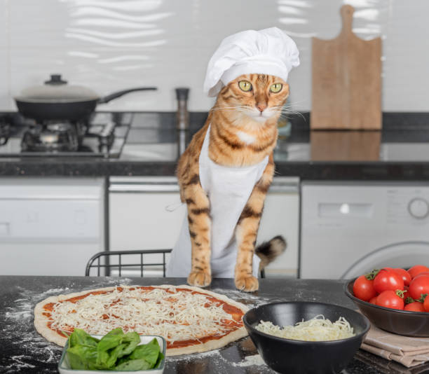 istock A cat dressed as a chef prepares pizza in the kitchen. 1421625758
