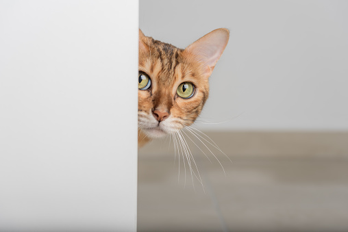 A red cat with green eyes peeks through the open door. Copy space.