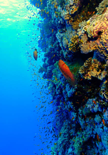 istock Red coral grouper fish at the reef 1421625788