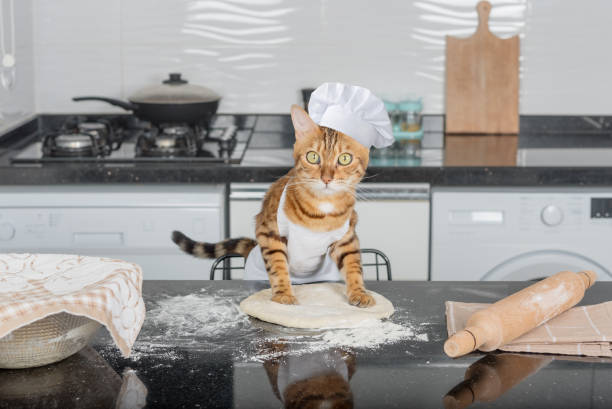 un chat domestique roule de la pâte à pizza sur la table de la cuisine à l’aide d’un rouleau à pâtisserie. - petri dish photos et images de collection