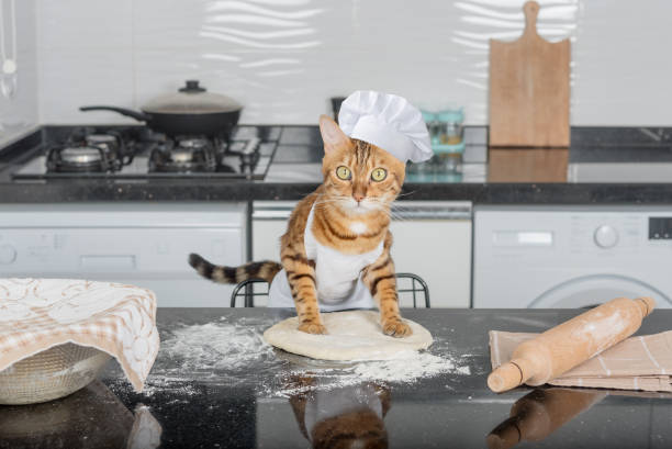 un gatto domestico stende l'impasto della pizza sul tavolo della cucina usando un mattarello. - impastare foto e immagini stock