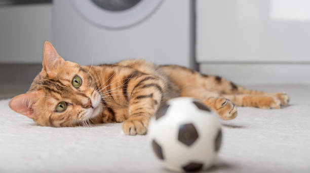 istock Bengal cat plays with a ball on the floor. 1421626300