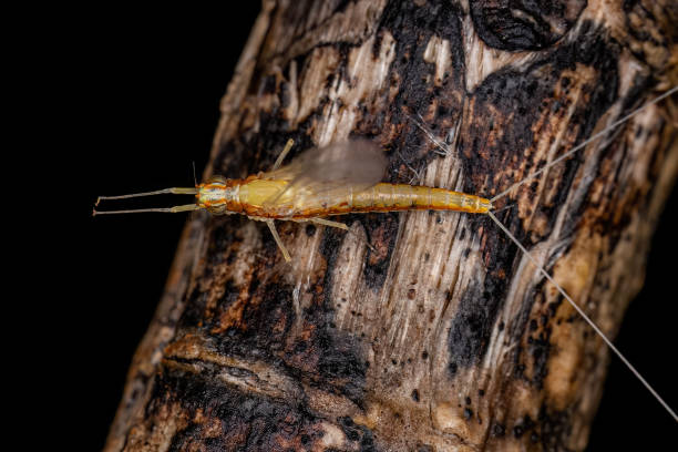 dorosła samica mayfly insect - baetis zdjęcia i obrazy z banku zdjęć