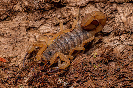 Adult Female Brazilian Yellow Scorpion of the species Tityus serrulatus