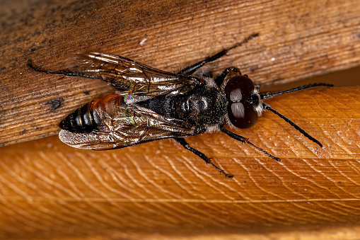 Adult Male Wasp of the Genus Astata