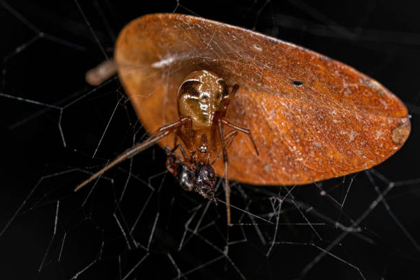 istock Adult Female Comb footed Platform Spider 1421627522
