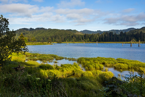 Beautiful view at the Siuslaw River in summer. Oregon, Pacific Northwest