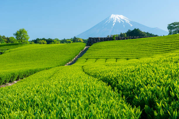 istock Tea farm with Fuji mountain in background 1421627684