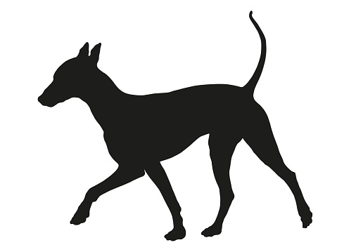 Black dog silhouette. Walking mexican hairless dog puppy. Pet animals. Isolated on a white background. Vector illustration.