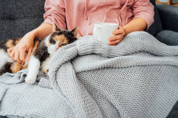 チェック柄のクローズアップ女性が熱いお茶を飲み、自宅のソファでリラックスした猫を撫でています。居心地の良い快適な冬または秋の週末。暖かく保つための快適な方法。休憩してリラ� - winter women zen like photography ストックフォトと画像