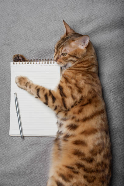 istock Top view of a cat with a white notepad sheet and a pen. 1421628164