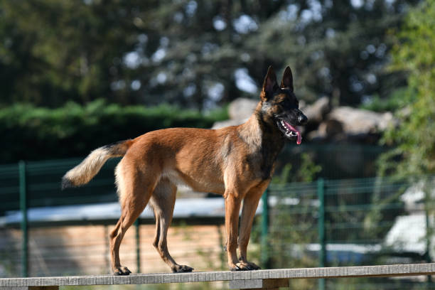 istock Belgian shepherd police dog 1421628231