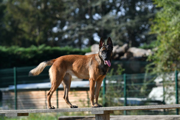 istock Malinois Police dog 1421628240