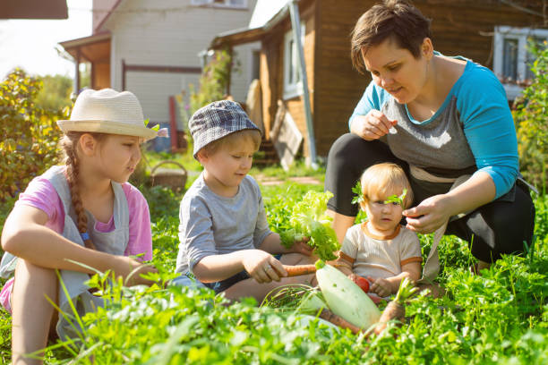 istock Family harvesting home grown vegetables 1421628877