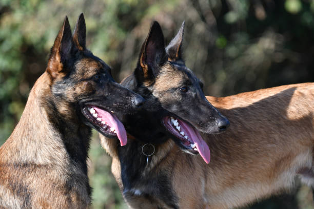 istock 2  cute belgian malinois dogs 1421628904