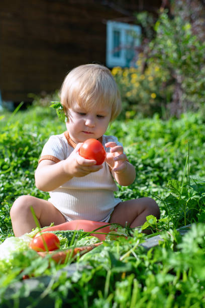 istock Baby girl exploring tomatoes 1421628921