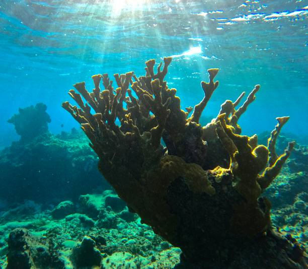 Elk Horn Coral