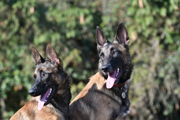 istock 2  cute belgian malinois dogs 1421629424