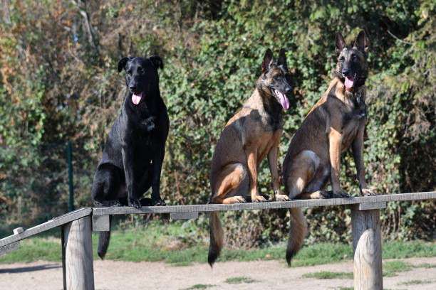 istock 3 funny dogs on a board 1421630001